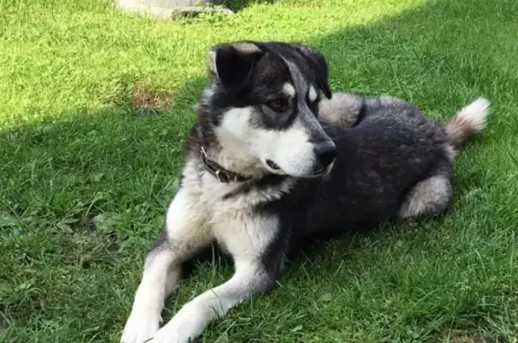 Пропала собака Метис в Подольске: Марта (Московская область)