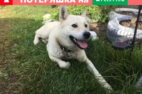 Пропала собака Тор в Калужской области