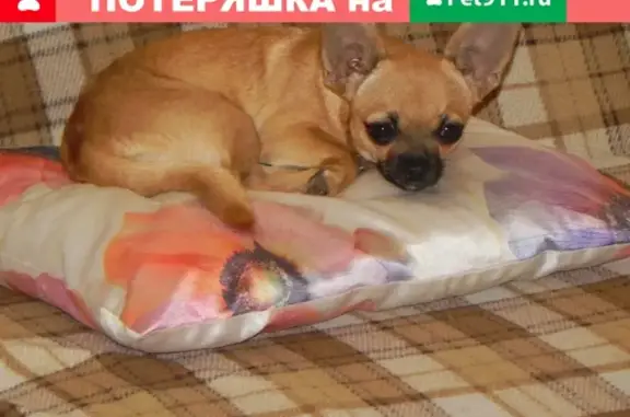Пропала собака Жади в Тимашевске