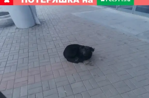 Найдена собака в Ленинском районе, нужна передержка