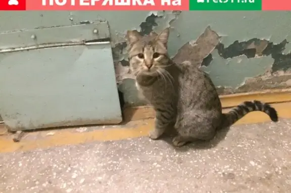 Найдена кошка на Мечникова, 12 в Красноярске
