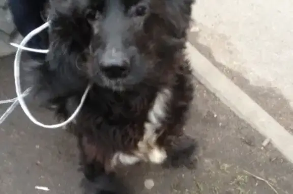 Собака найдена в Малой Охте, СПб