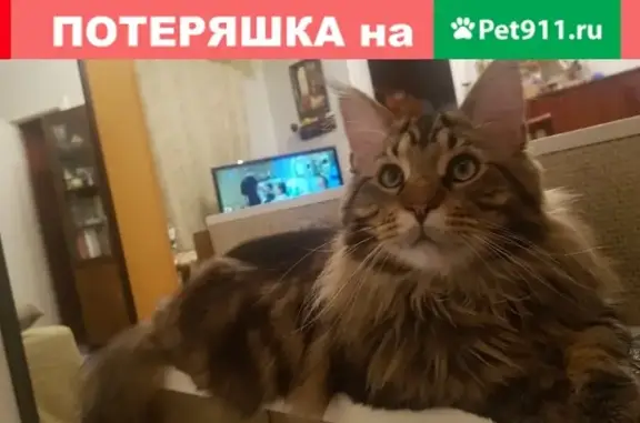 Найден кот в парке Маяковского (Екатеринбург)