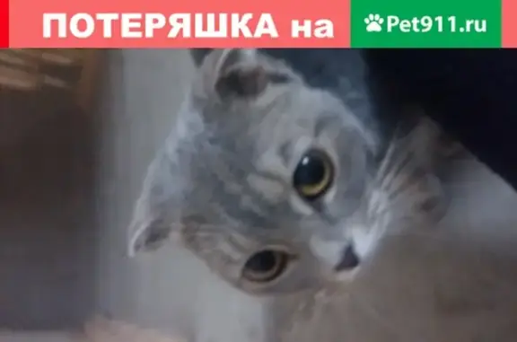 Кошка найдена в Ульяновске на ул. Промышленная, д. 95.