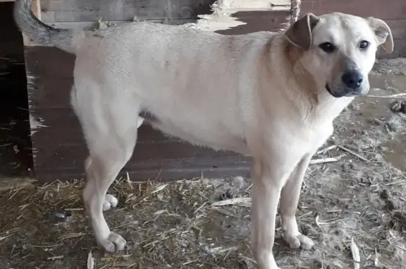 Пропала собака в Торжоке, Тверская область