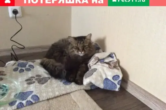Пропала кошка Кузьма в Туймазах, ул. Гафурова.