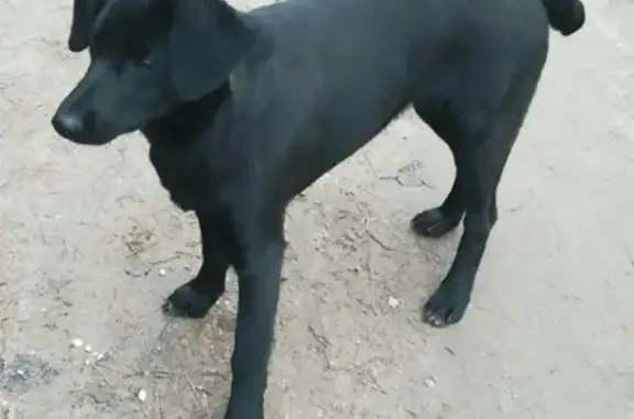 Найдена собака в Пскове, рядом с поворотом на Выбуты!