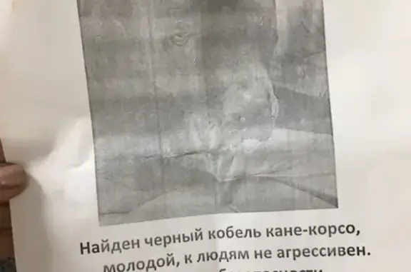 Найден черный кобель кане-корсо без ошейника в районе Пушкинской Журавлева, Батайск.