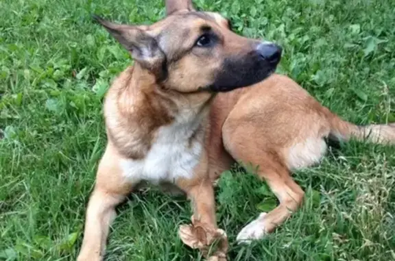 Найдена домашняя собака в СПб, ищем хозяев!