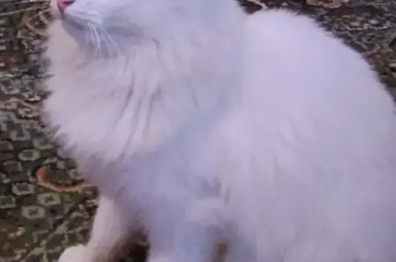 Найден белый котик возле Келарского пруда в Сергиевом Посаде