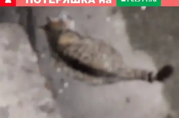 Найдена ласковая кошка на Ленинском проспекте
