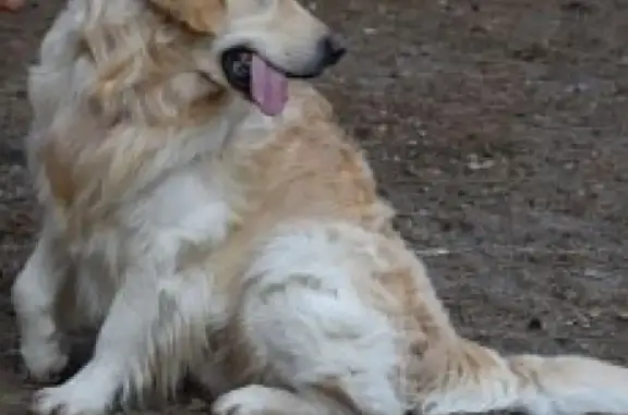 Собаки потеряшки, СНТ Орбита, фото: Потеряшка собака Яша в СНТ Орбита, Воронежская область