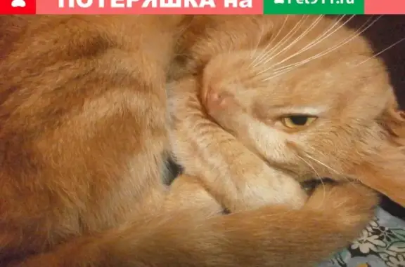 Пропал кот на Малодвинской, Котлас, Архангельская обл. (41 символ)