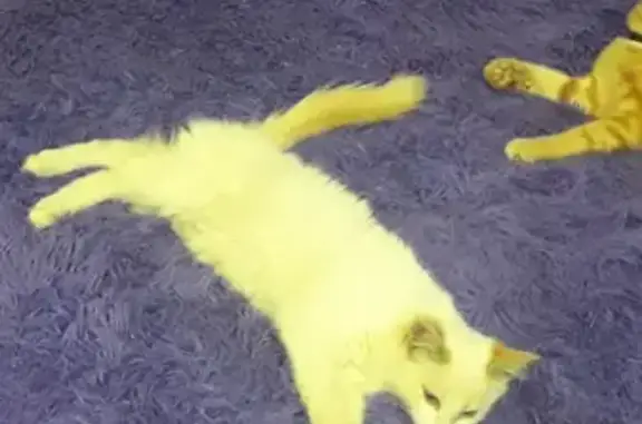 Кошки потеряшки, Курагино, фото: Потеряшка кот в Курагино, белый с голубыми глазами