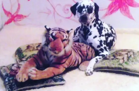 Собаки потеряшки, Астрахань, фото: Потеряшка пёс Алекс в районе Астрахани!