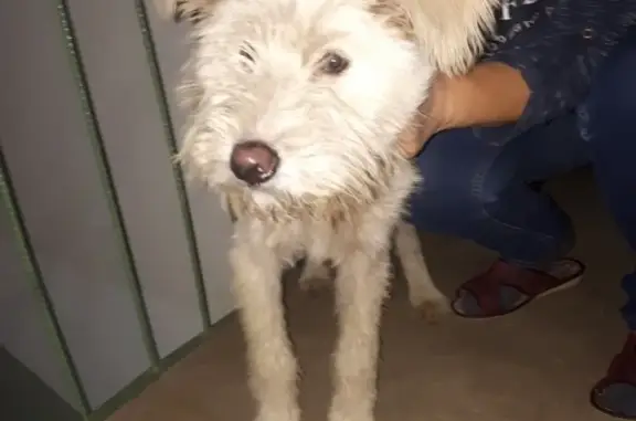 Собака найдена в Великом Новгороде