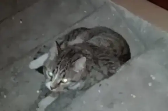 Найдена кошка на ул. Высоцкого в Новосибирске