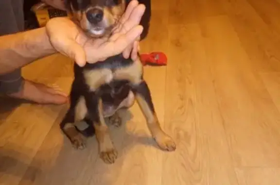 Найдена собака СРОЧНО в Оренбурге