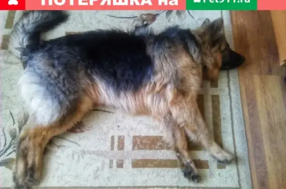 Пропала собака Барри в пос. Пашия, Пермский край
