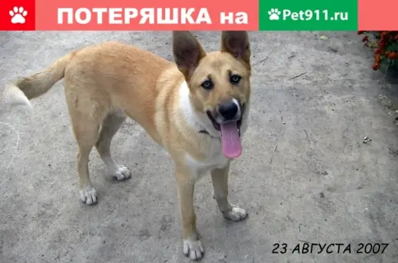 Пропала собака #ПотеряшкаТСЛ, ул. Степная, Липовая, Сухой Лог