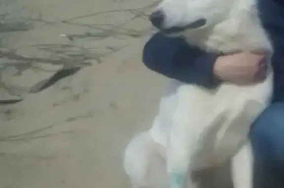 Пропал пёс Рой с шрамом на лапе в Нягани