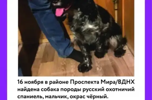 Собака найдена на проспекте Мира, Москва