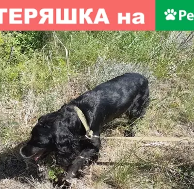 Пропала собака Рэкс в Цимлянске, Ростовская область