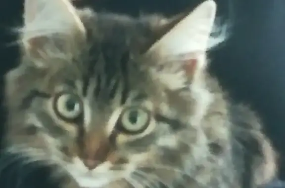 Кошки потеряшки, Тюмень, фото: Потеряшка котенок на улице Степной, дом 38, Калининский округ, Тюмень