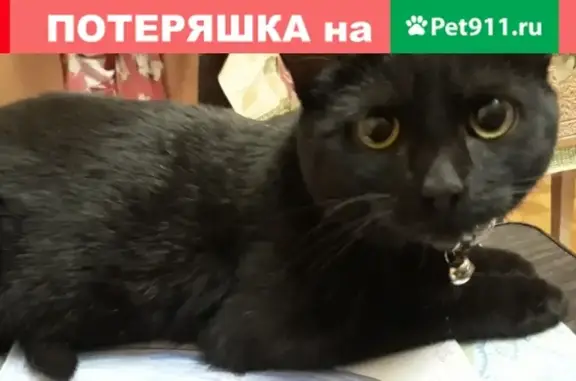 Кошки потеряшки, Набережные Челны, фото: Потеряшка кошка с белым пятнышком и ошейником в Набережных Челнах на пр. Хасана Туфана, 41