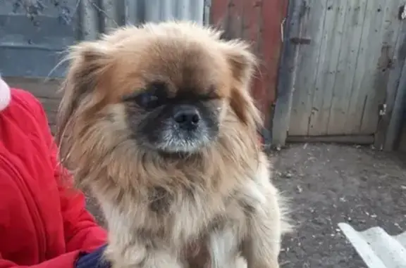 Найдена собака в Белгороде
