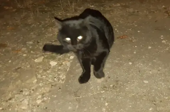 Найден котик на улице Гагарина, Калуга.