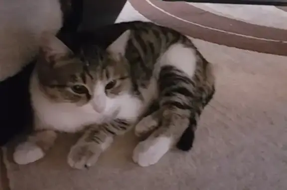 Найден молодой кот в Курганстальмосте