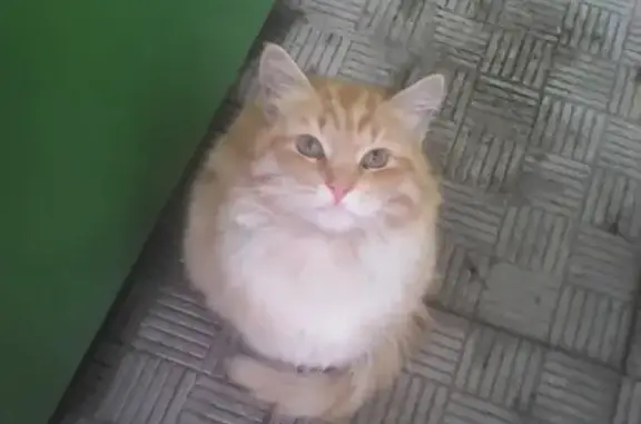 Найден кот в Силикатном, Йошкар-Ола