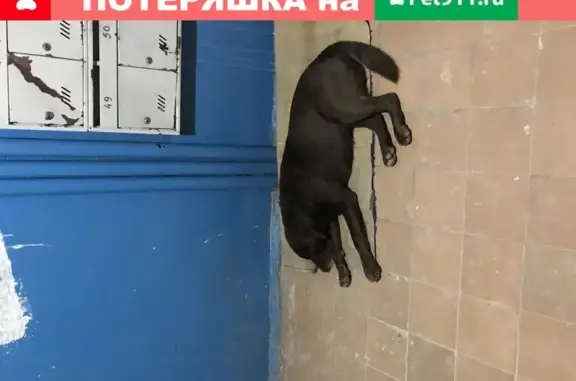 Собака найдена на Красной улице, Солнечногорск