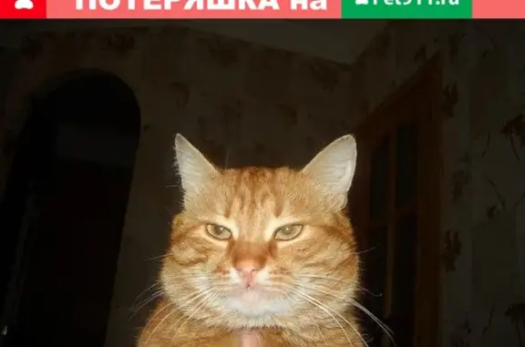 Пропала кошка Плиня с родинкой на губе в Торжоке, Тверская область