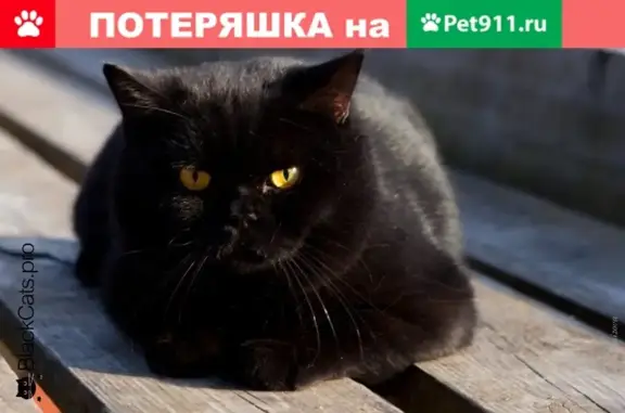 Пропала белолапая кошка в Серпухове на Ворошилова, 119