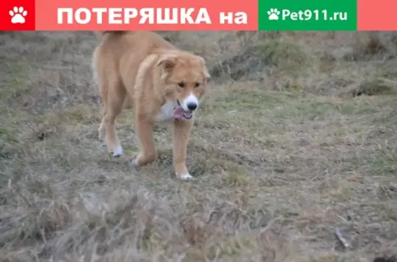Собаки потеряшки, Демидово, фото: Потеряшка пёс Ричи в деревне Демидово, МО