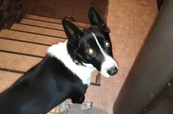 Найдена собака в Наро-Фоминском районе