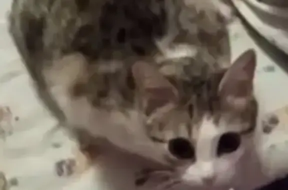 Кошки потеряшки, Аровский сельсовет, фото: Потеряшка кошка в поселке Акманай, Чишминский район