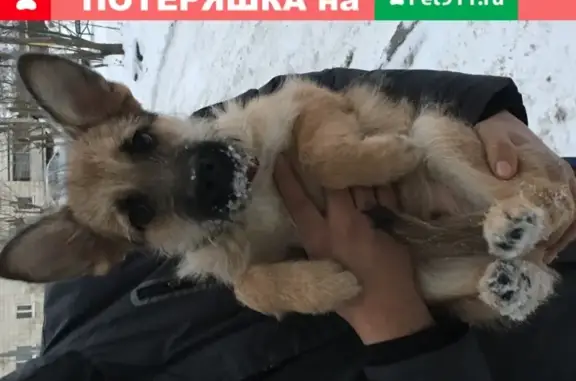 Собака найдена в Нижнем Тагиле, возраст около 3 мес.