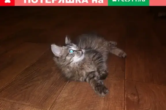 Пушистая кошка ищет дом в Ярцевском районе, Смоленская область