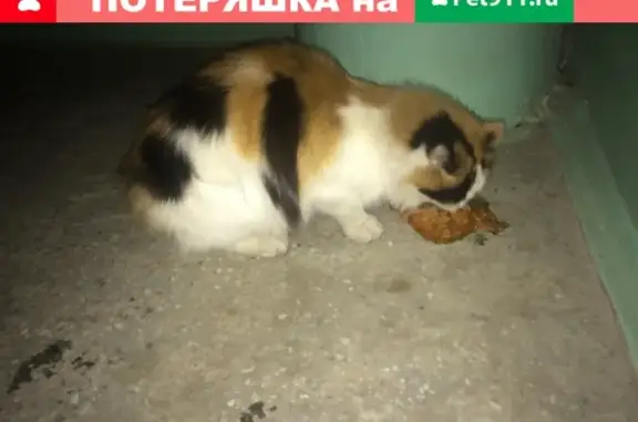 Найдена кошка в Бердске, нужна помощь!