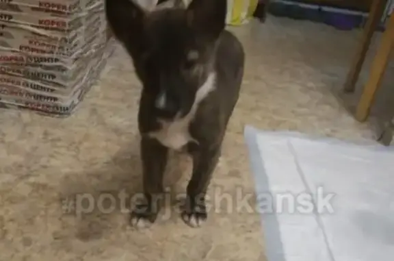 Найдена собака Малыша в Новосибирске