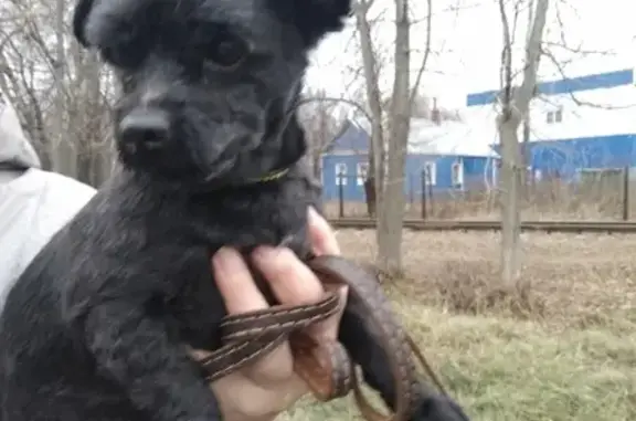 Найдена собака у Гран Сити, Климовск