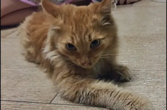 Найден рыжий котенок на ул. Самарцева, Тюмень