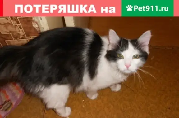 Пропал домашний кот в районе Юзр Строителей (Аптека) в Кирове