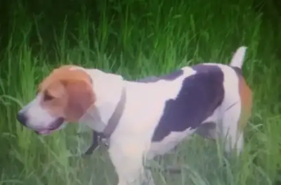 Пропала охотничья собака в Урюпинске