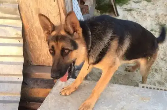 Пропала собака на ул. Степана Разина, дом 44