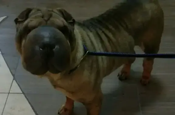 Найдена собака Шарпей на Мельзоводской, Тюмень
