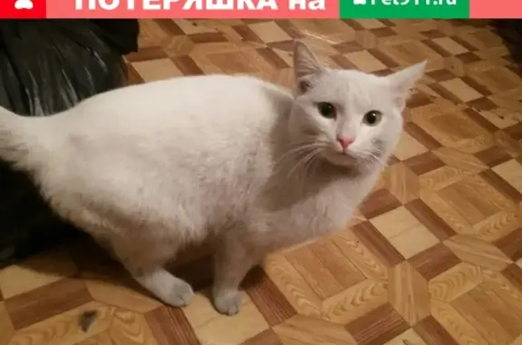 Найден кот на ул. Рабочая, Кызыл.